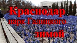 Краснодар Парк Галицкого зимой _ Как зимуют пальмы в Краснодаре