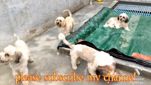 my all dog's feeding black german shepherd Shih Tzu lhasa apso