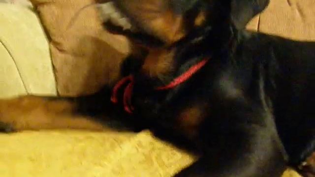 ротвейлер Амбассадор и мышка