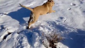 КА ДЕ БО РИКА И ДЮК  - 24.01.2018