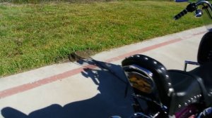 1994 Harley Davidson FXDWG Dyna Wide Glide!