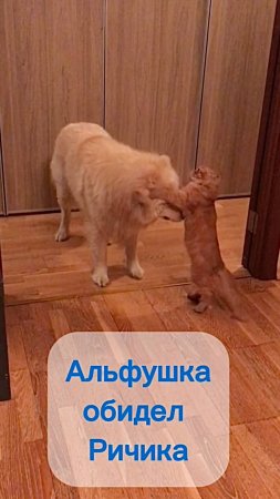 Котенок Альфушка обидел пса Ричика