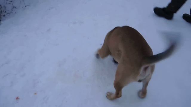 ка де бо Барс и ротвейлер Грей: поцелуйчики смотреть онлайн