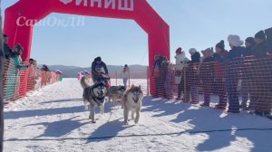 Гонки на собачьих упряжках. "Восток России", Приморский край, с. Кронштадтка 26.01.202