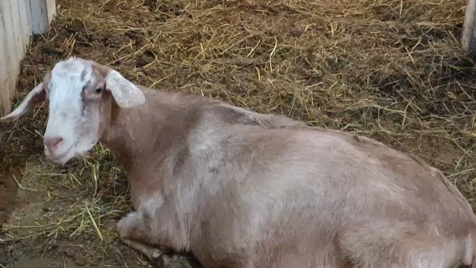 У нас снова пополнение...Глаша подарила нам малышей))))