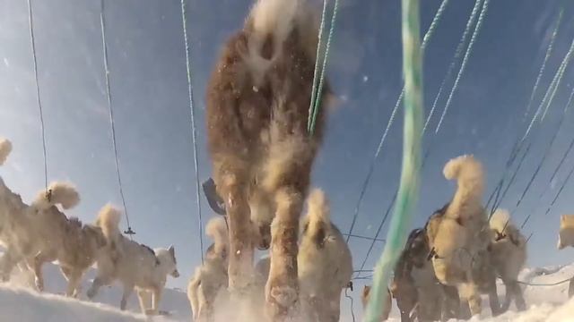 dogsledding in Greenland смотреть онлайн