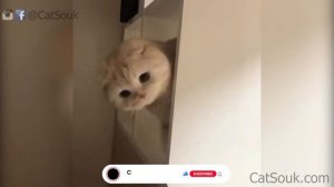 Funny Cat Videos 2021 | Funny Cats Compilation | Funny Cats #5