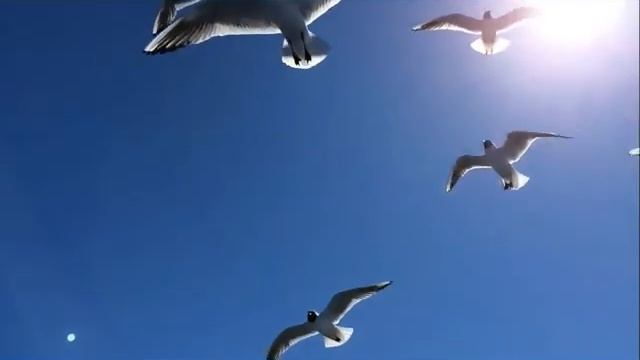 Буктрейлер Р Бах Чайка на ім'я Джонатан Лівінгстон смотреть онлайн