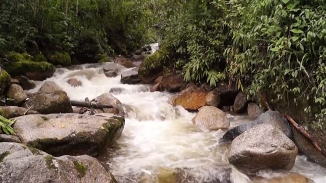 Música Zen y Sonidos de la NATURALEZA, Quitar el Estrés y DESCANSAR | Sonidos de RIO Relajante 🌲