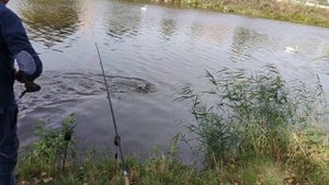 Ловил рыбку, а попалась...