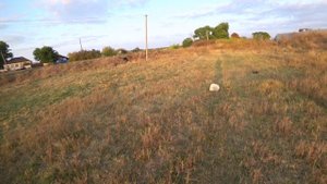 Нагуливаю аппетит с Пэксом, пробежка по местности