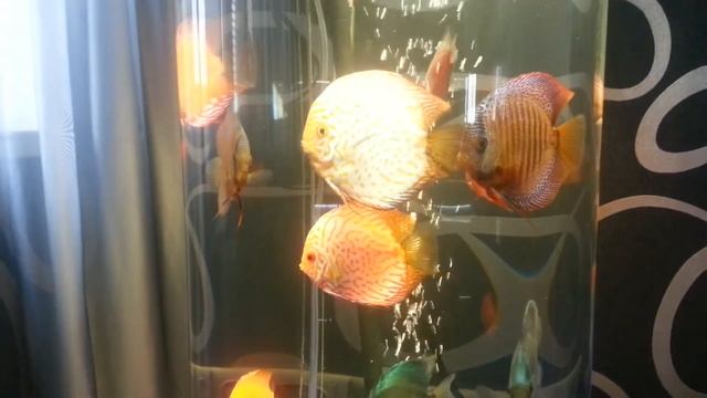 Дискусы большые. Big discus. смотреть онлайн