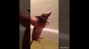 собака-купака