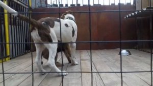 강아지 싸움 :) игры щенков