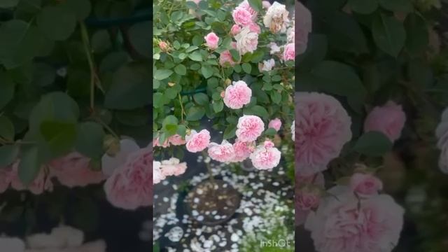 Собираю заказ на штамбовые розы из Европы все вопросы в Телеграм https://t.me/greenhouse38rf