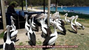 Port Stephens, Дельфины и серфинг на дюнах с русским гидом индивидуальный тур