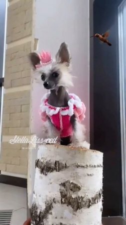 Ляля#shortsvideo #shorts#миникхс #китайскаяхохлатая #hairlessdog#мультик #кхс#ccd#chinesecrested