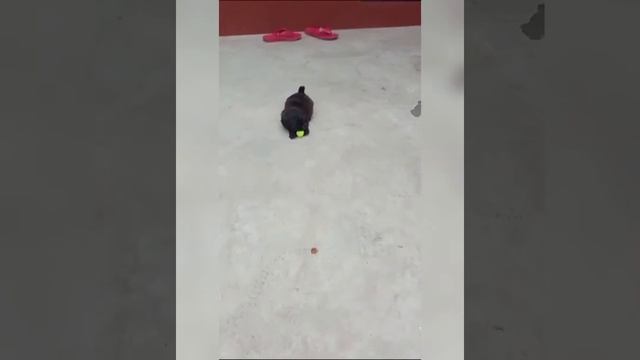 The very intelligent Lhasa Apso puppyplaying with teddyand ball..Our Black Diamond Lasha Apso