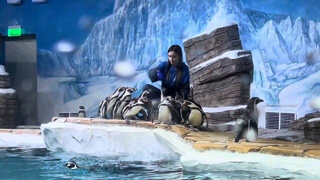 Владивосток. Приморский океанариум. Интерьеры. Часть 2 смотреть онлайн