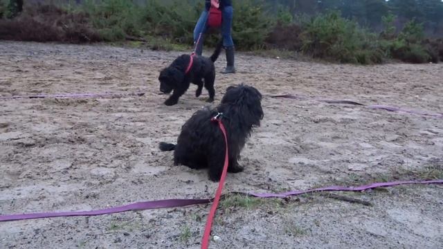 Eevee - Lhasa Apso x Poodle Puppy - 3 Weeks Residential Dog training смотреть онлайн