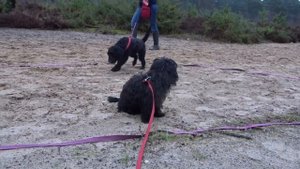 Eevee - Lhasa Apso x Poodle Puppy - 3 Weeks Residential Dog training