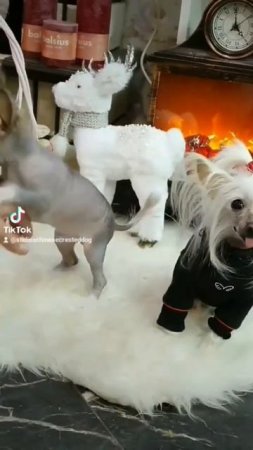 Не трогай меня! #chinesecrested #hairlessdog #китайскаяхохлатая #улыбнись #shortsvideo