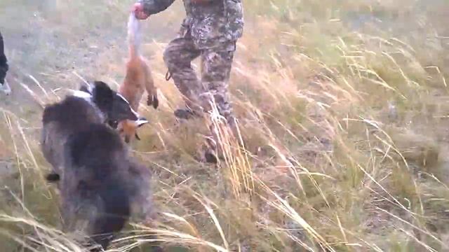 охота с тазами ринат