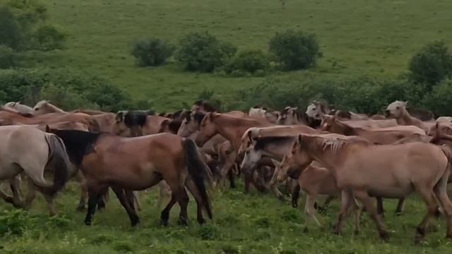 Аборигенные лошади меня удивили | Продолжаем строительство гостиничного домика и красивого Озера смотреть онлайн
