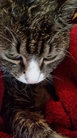 Котята. На Китайский новый год мы ходим в ванну. Это Брат Тигран, с ним сложнее, не любит купаться.