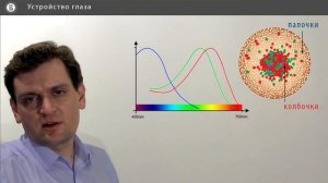 Компьютерная графика основы - 18 урок. Устройство глаза