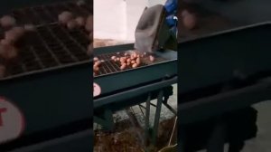 Картофелесортировка (Замедленная подача)