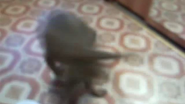 Накуренная собака смотреть онлайн