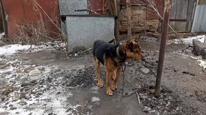 Привить от бешенства