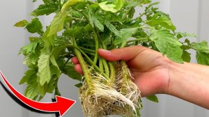 Такие ТОМАТЫ завалят урожаем! Рассада крепкая, здоровая, с мощной корневой!