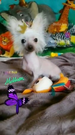 Долго я тут буду сидеть?Chinese crested miniatura