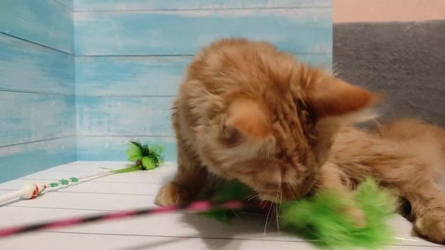 Мейнкун котята девочки 5 мес отдаю очень очень бюджетно