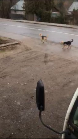 Усадьба Парк Кино Ляхово.29.01.2025.Домодедово.Обращение по определению собачек в дом приют.
