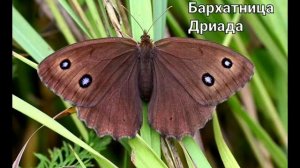 Коричневые бабочки 🤎🤎🤎🤎