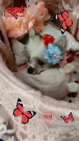 ❤️ #chinesecrested #hairlessdog #китайскаяхохлатая #shortsvideo #ccd #миникхс #мультик #puppy#short