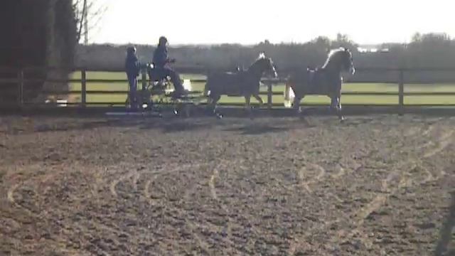 Driving Tandem Dressage смотреть онлайн