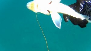 Осётр в черном море. Севастополь.