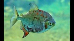 "Пираньи: Хищники Амазонки"