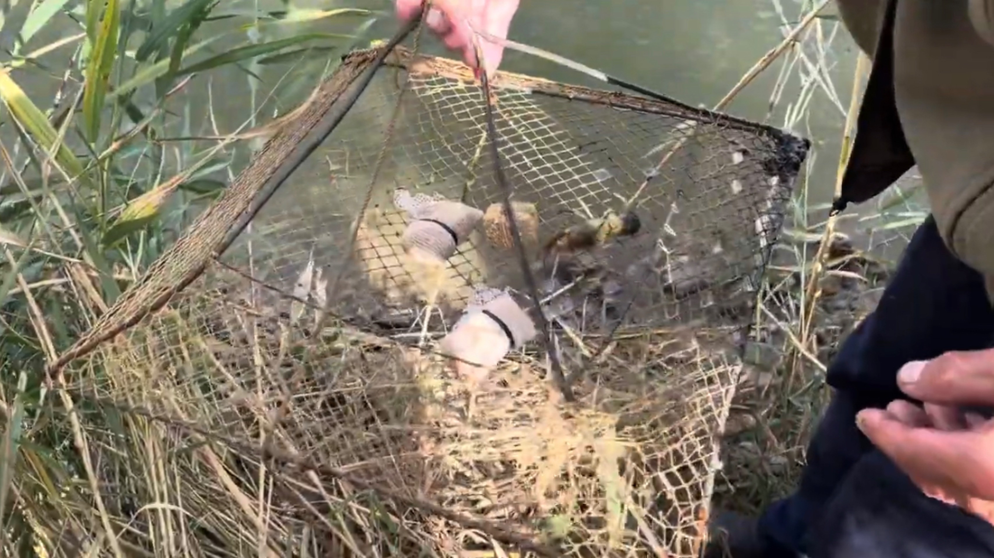 Рыбалка, хутор Шести на КМВ. Ловим раков 🦞 и рыбу. Ставропольский край.