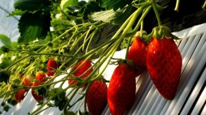 Топ 5 Простых бизнес идеи для зимы 2020! Бизнес идеи, Бизнес 2020