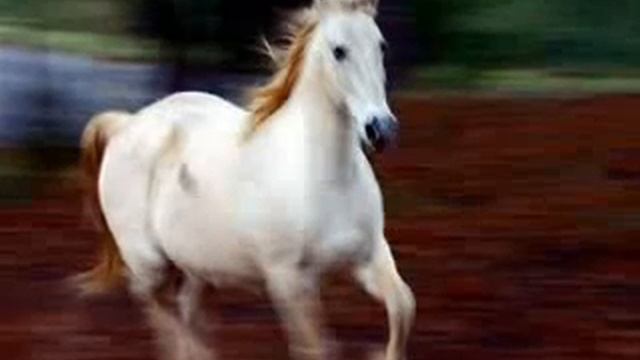 Антистрес!!! смотреть онлайн