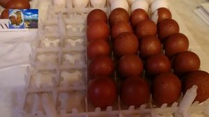 Маран, закладка яйца на племя 2022.