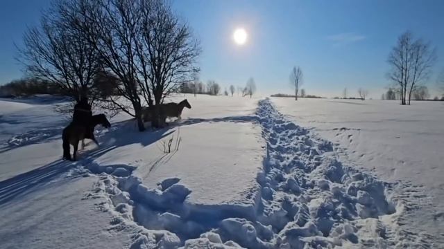 Уехал один в лес за очередной группой Башкирских лошадей | Очередные будни в деревне смотреть онлайн