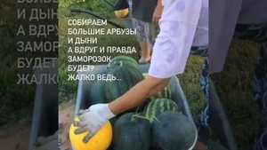 7 лет выращиваем арбузы и дыни у себя на картофельном поле на даче, едим только свои, Мордовия