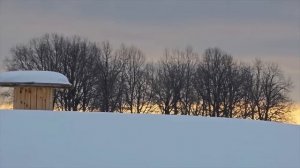Семейная ферма в деревне/ К нашему сожалению одна из кобыл абортировалась/ Деревенская жизнь