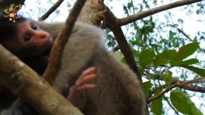 Hopeless Milk So Far! Poor Calvin Very Hungry But Mom Casi Not Give Milk So Life's Calvin Near End